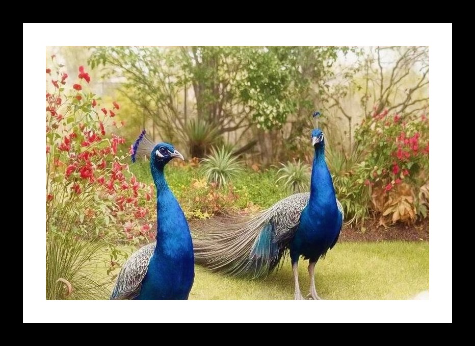 Dancing Peacocks Garden Portrait - Wall Art, Interior Accents, Framing Solutions, Residential/Commercial Decor, Premium Gifts | Size: 8 x 12 inches