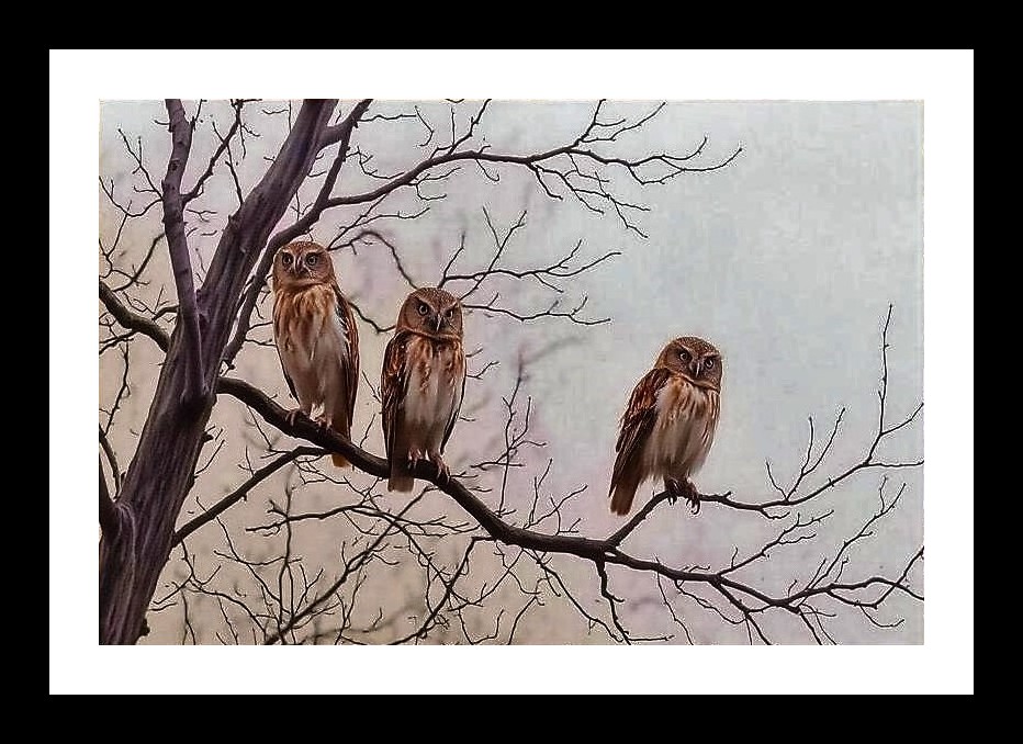 Owls on Bare Branches: A Stunning Autumn Portrait Wall Art, Interior Accents, Framing Solutions, Residential/Commercial Decor, Premium Gifts | Size: 8 x 12 inches