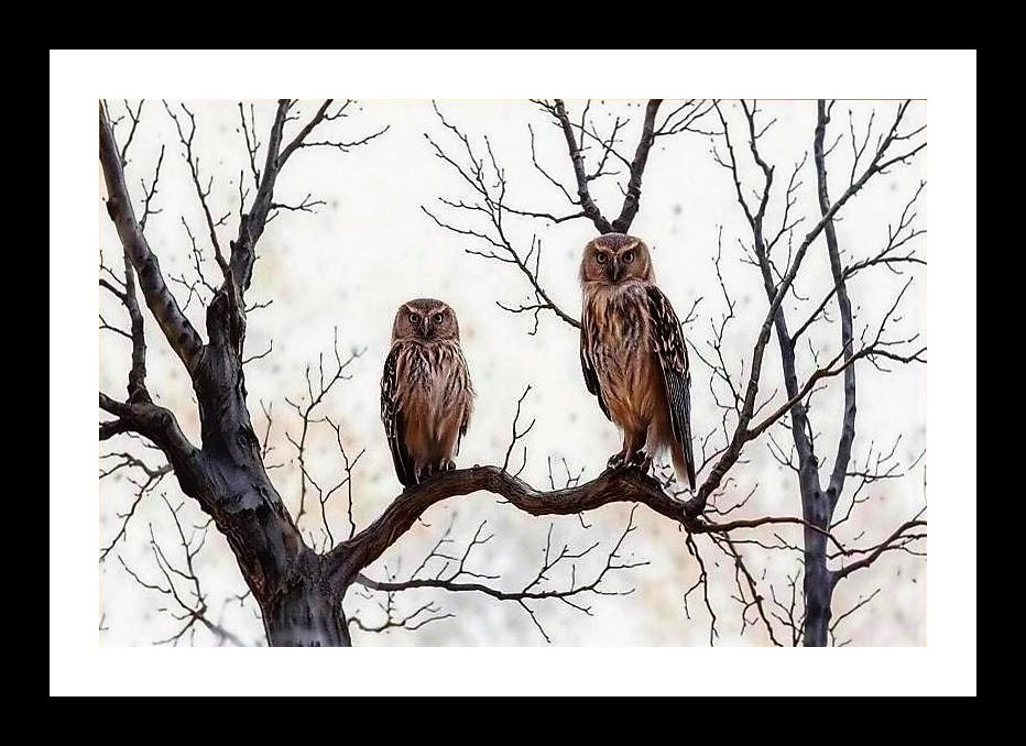 Autumn Owls Portrait - Serene Branch Scene Wall Art, Interior Accents, Framing Solutions, Residential/Commercial Decor, Premium Gifts | Size: 8 x 12 inches