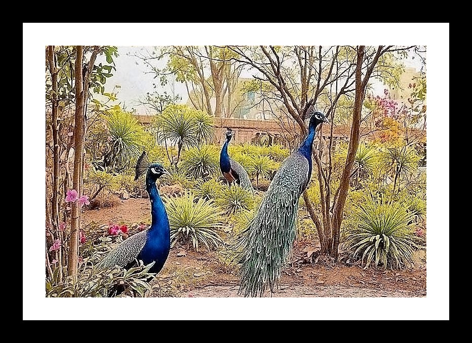 Peacock Garden Serenity: A Lush Portrait of Nature's Beauty. Photo Frame With Photo, Wall Hanging Art, Wall Decor, Home Decor, Picture Frame | Size: 8 x 12 inches