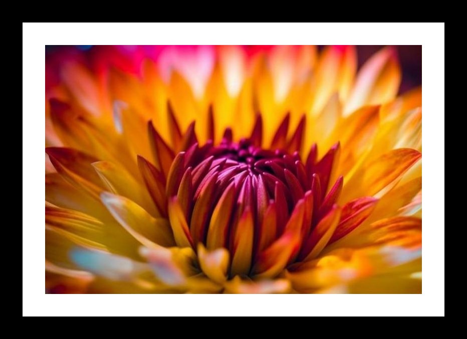 Fiery Dahlia Bloom: Vibrant Floral Photography. Wall Art, Interior Accents, Framing Solutions, Residential/Commercial Decor, Premium Gifts | Size: 8 x 12 inches
